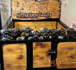 Patuljasti Snauceri biber so